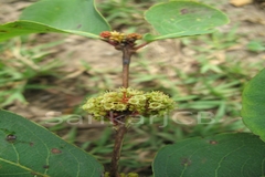 Anogeissus latifolia